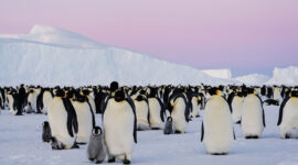 Antarctic’s Iconic Emperor Penguins Face Alarming Decline, Satellite Imagery Reveals Faster Than Anticipated Loss