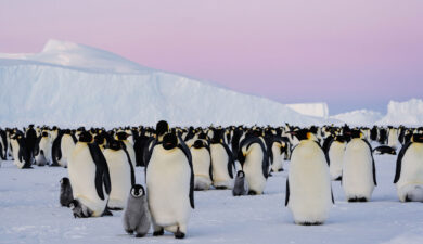 Antarctic’s Iconic Emperor Penguins Face Alarming Decline, Satellite Imagery Reveals Faster Than Anticipated Loss