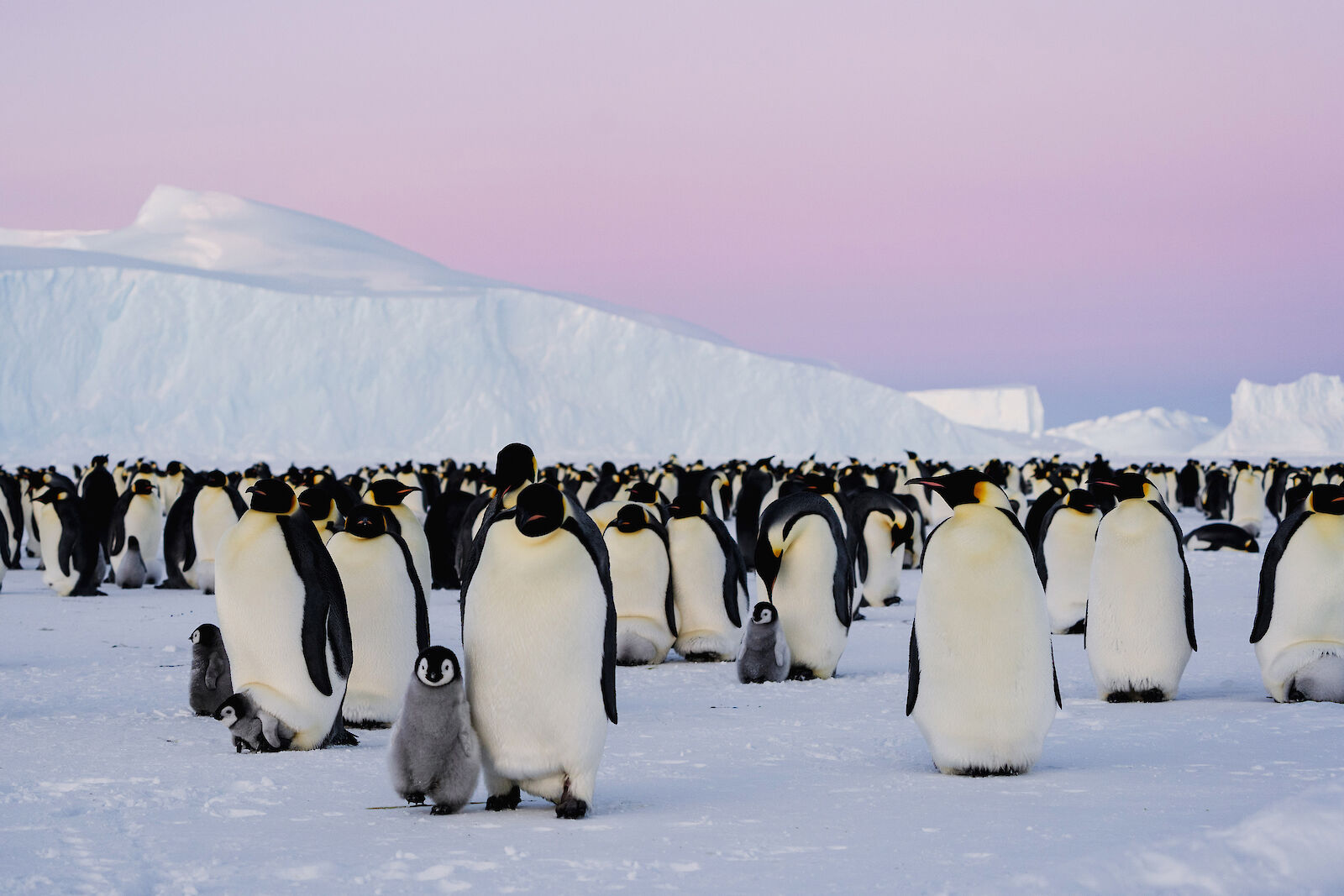 Antarctic’s Iconic Emperor Penguins Face Alarming Decline, Satellite Imagery Reveals Faster Than Anticipated Loss