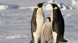 Emperor Penguins (Aptenodytes forsteri): Masters of Antarctic Survival
