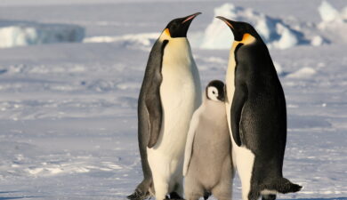 Emperor Penguins (Aptenodytes forsteri): Masters of Antarctic Survival