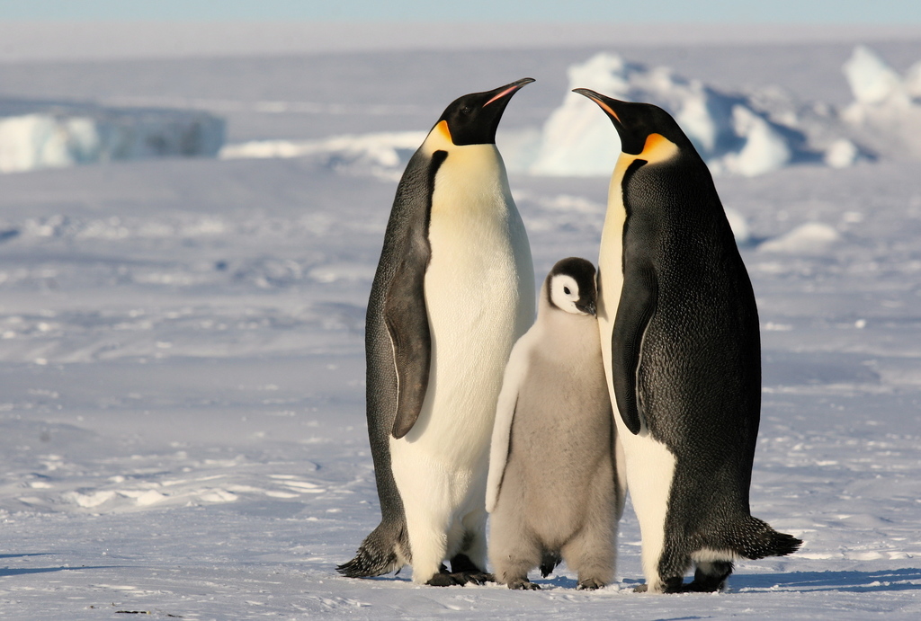 Emperor Penguins (Aptenodytes forsteri): Masters of Antarctic Survival