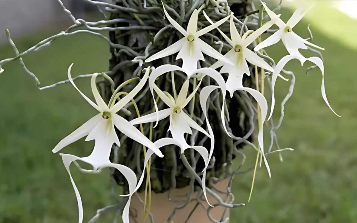 Ghost Orchid (Dendrophylax lindenii)