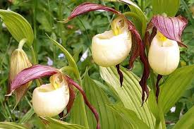Lady’s Slipper (Cypripedium spp.)