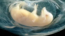 Tiny Human Hearts Grown in Pig Embryos for the First Time: A Glimmer of Hope in the Organ Shortage Crisis