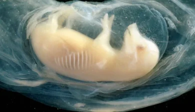 Tiny Human Hearts Grown in Pig Embryos for the First Time: A Glimmer of Hope in the Organ Shortage Crisis