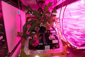 Veggie System