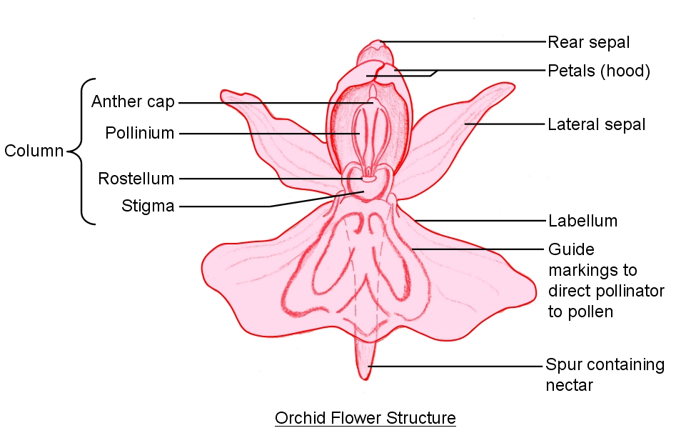 Orchid flower structure