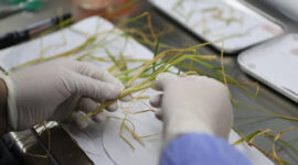 “Moon Rice” Experiment Successfully Grows First Rice Shoots in Lunar Conditions – A Giant Leap for Space Agriculture