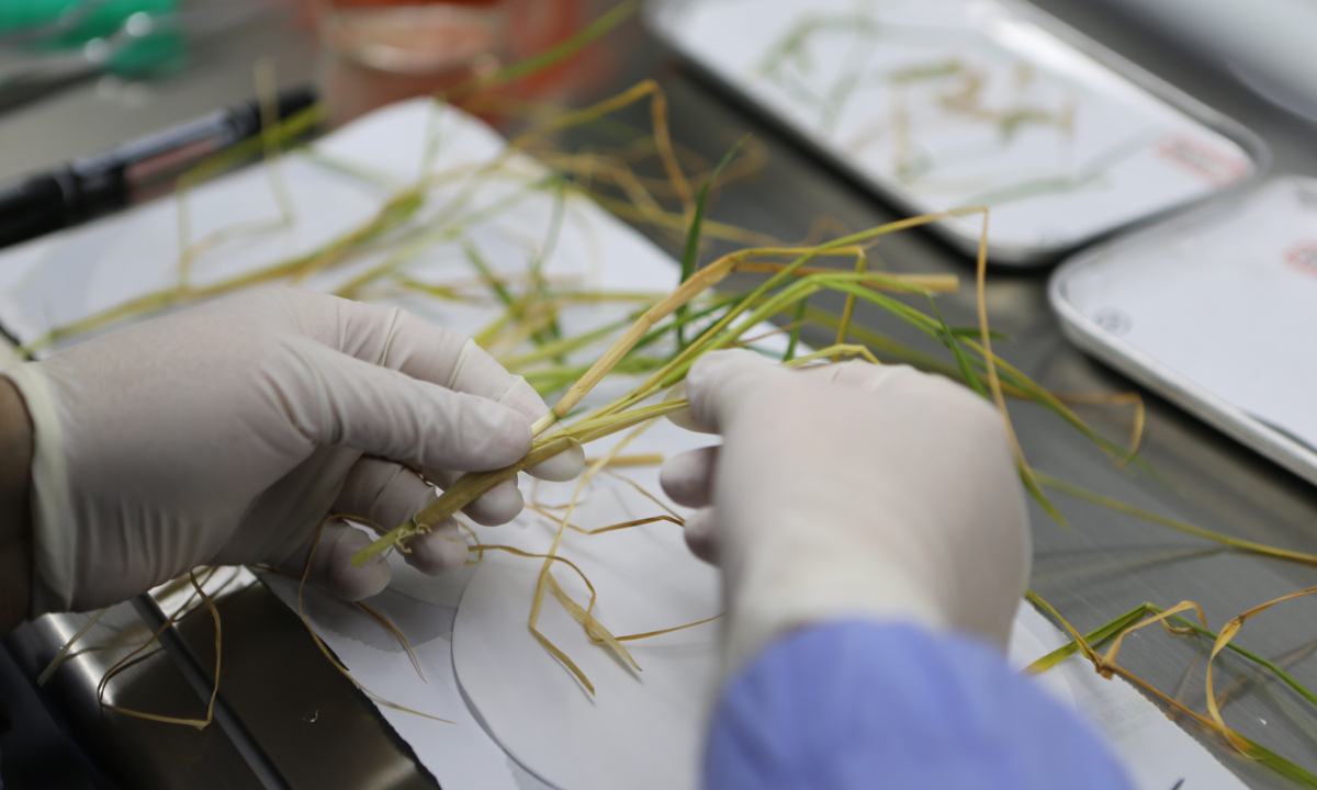 “Moon Rice” Experiment Successfully Grows First Rice Shoots in Lunar Conditions – A Giant Leap for Space Agriculture