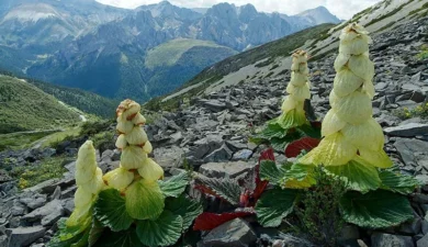 The Glasshouse of the Gods: The Life and Death of the Sikkim Sundari