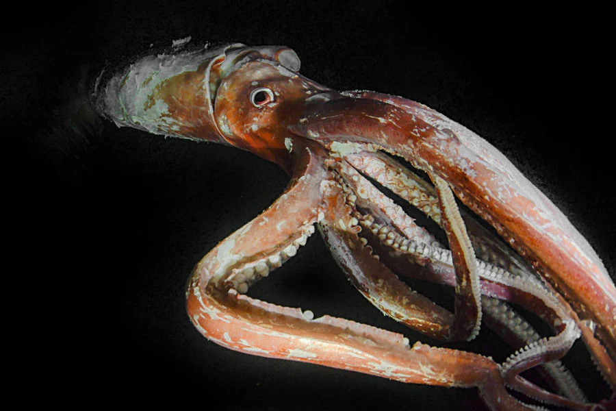 The Giant Squid (Architeuthis dux)