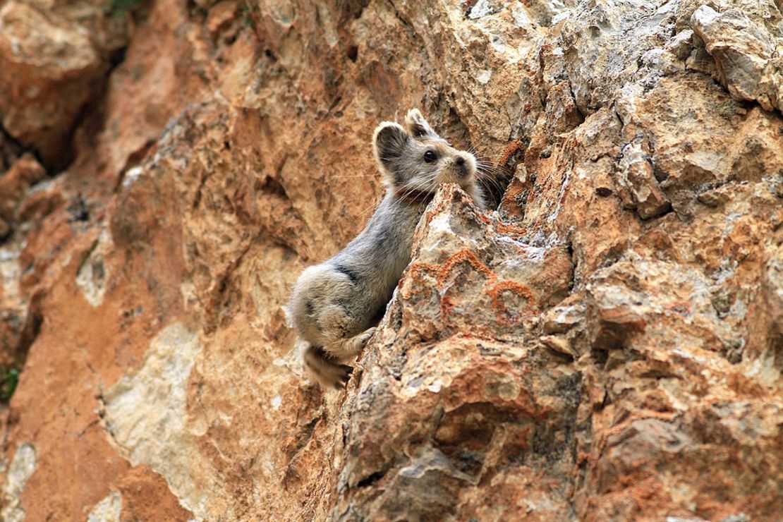 The Ili Pika
