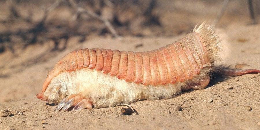 The Pink Fairy Armadillo