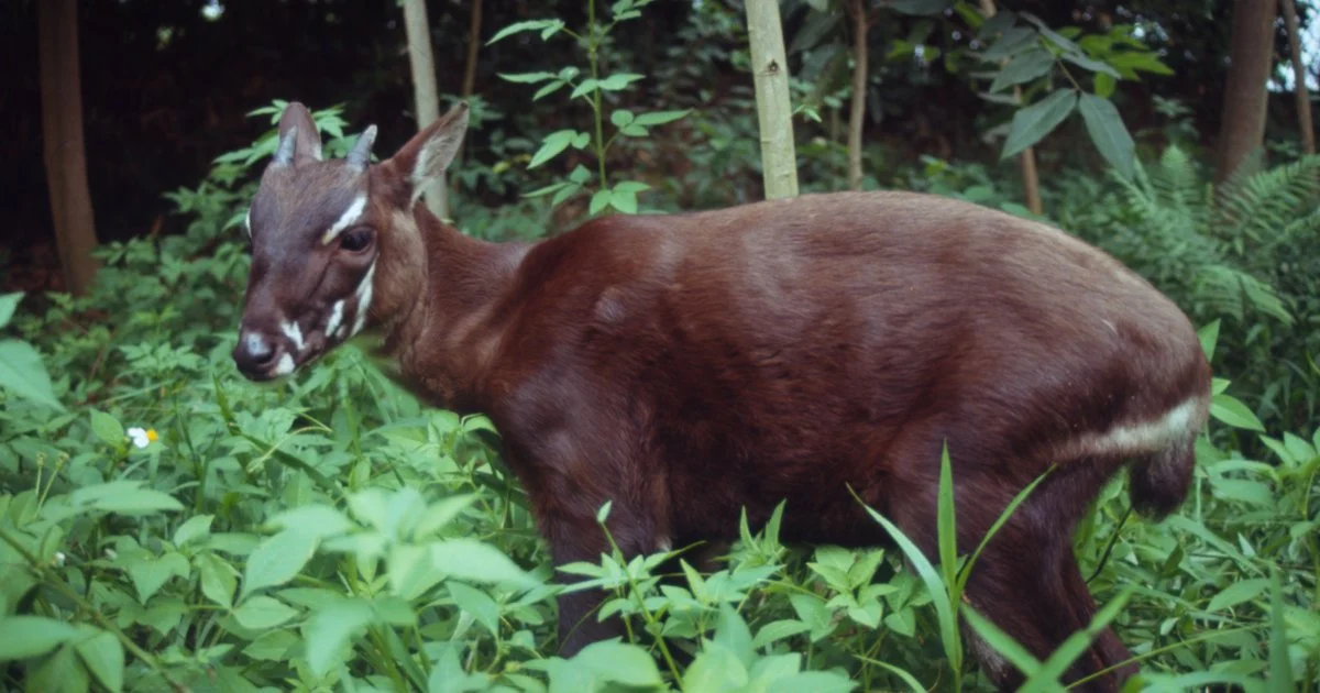 The Saola (The Asian Unicorn)
