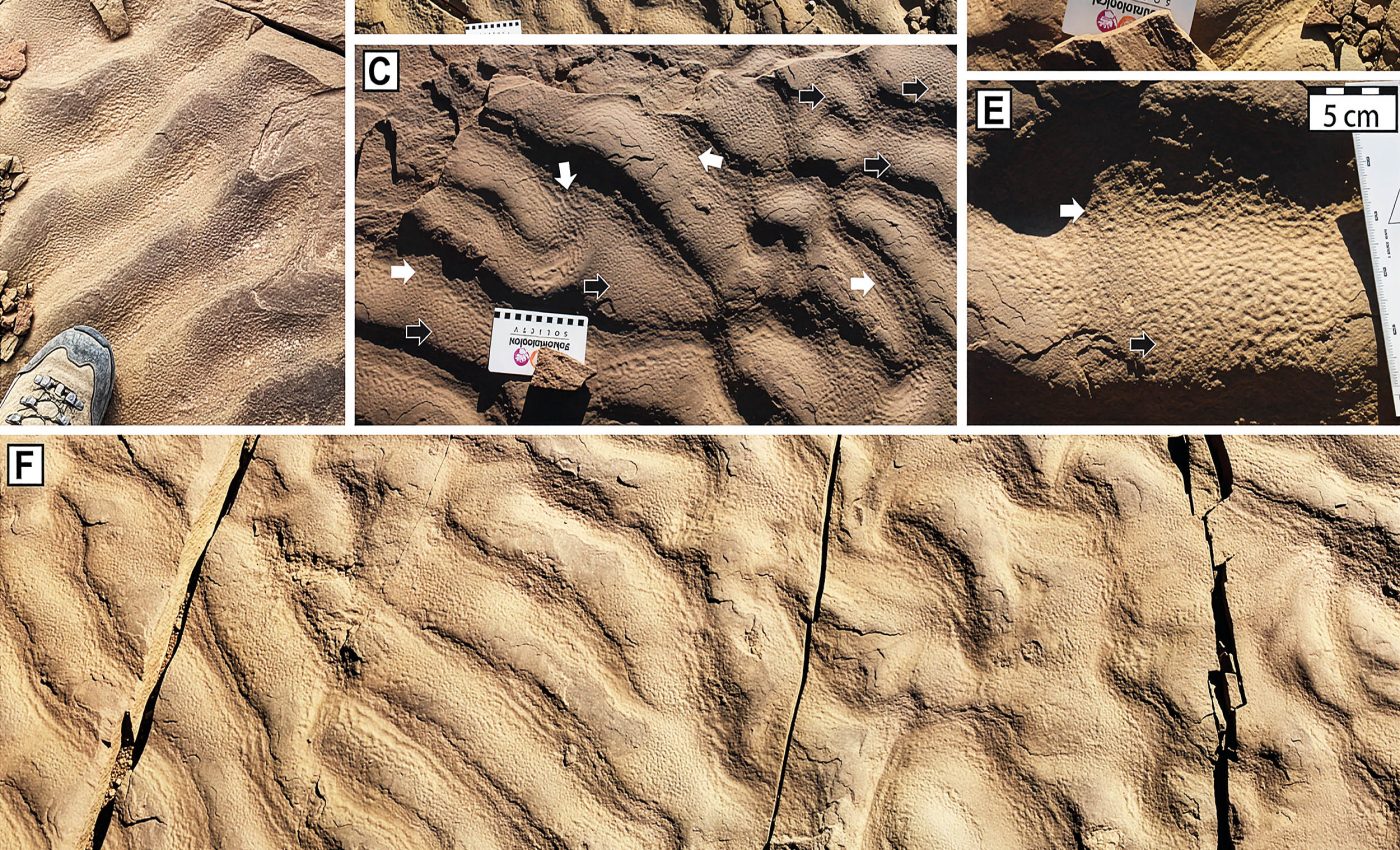 SCIENTIFIC BREAKTHROUGH: Ancient Microbial Life Discovered in Deep-Sea “Dark Zone”