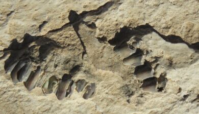 120,000-Year-Old Human Footprints Found Deep Inside Arabian Desert