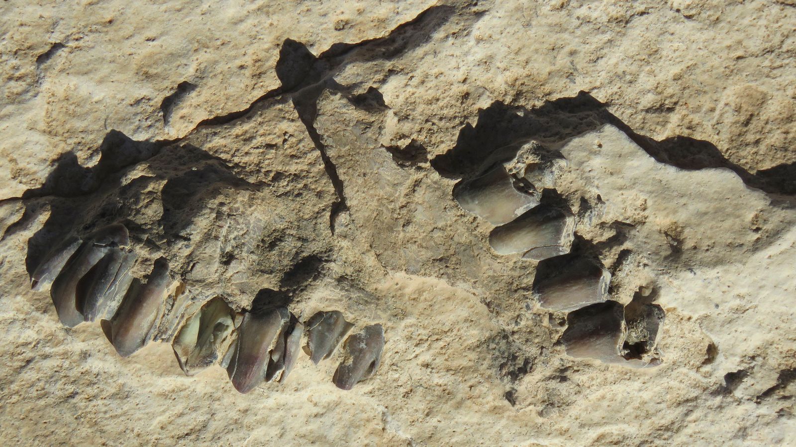120,000-Year-Old Human Footprints Found Deep Inside Arabian Desert