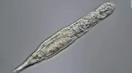 Deep Freeze: The 24,000-Year-Old Life Form That Refused to Die