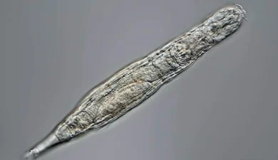 Deep Freeze: The 24,000-Year-Old Life Form That Refused to Die