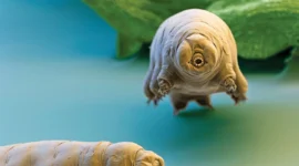 Nature’s Tiny Tank: Meet the Creature That Refuses to Die