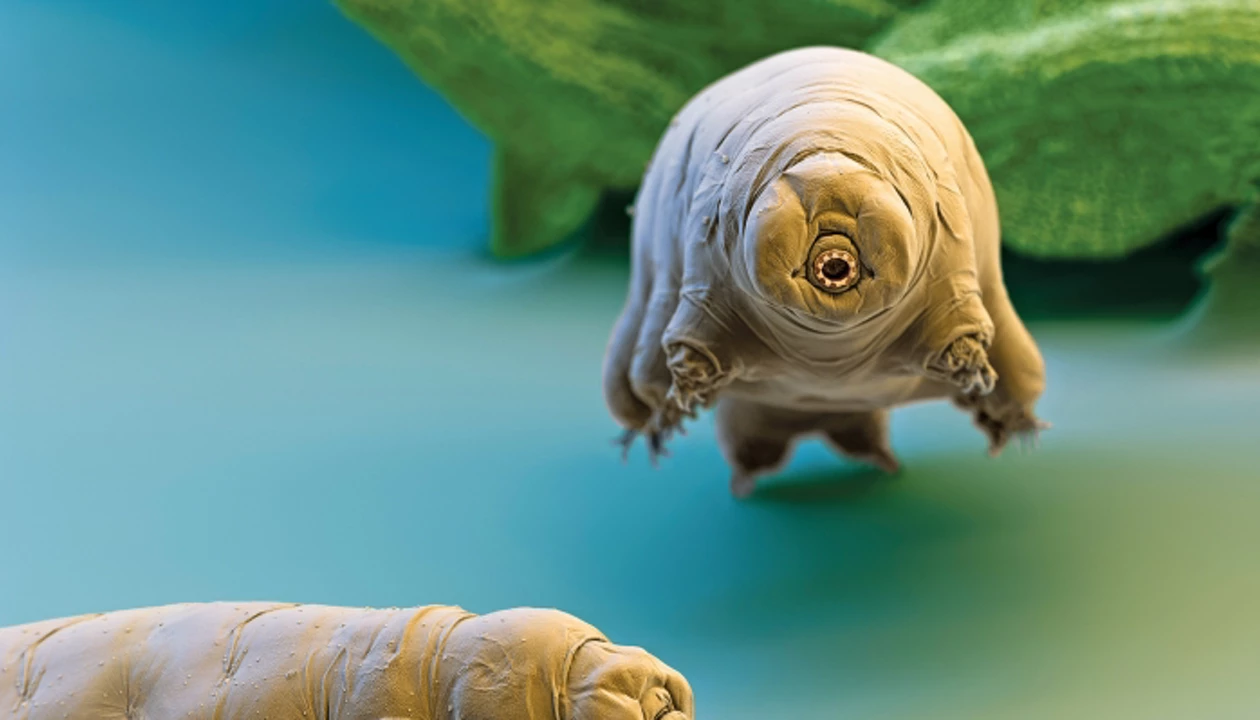 Nature’s Tiny Tank: Meet the Creature That Refuses to Die