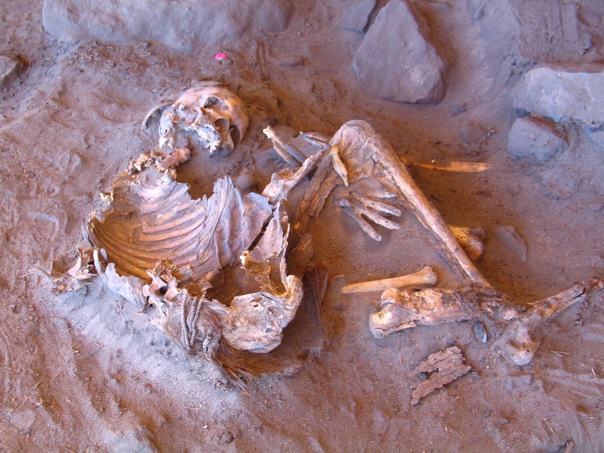 Ghost in the Sand: 7,000-Year-Old Sahara DNA Reveals Unidentified Human Lineage