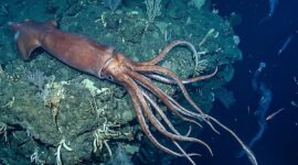 The Abyss Gives Back: Giant Named for Nereus Emerges from the Dark