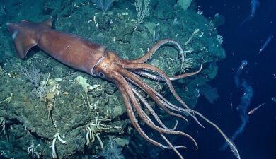 The Abyss Gives Back: Giant Named for Nereus Emerges from the Dark