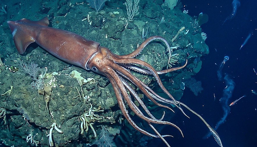 The Abyss Gives Back: Giant Named for Nereus Emerges from the Dark