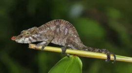 How a 90-Million-Year-Old Chameleon Became a ‘Dinosaur’