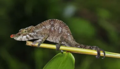 How a 90-Million-Year-Old Chameleon Became a ‘Dinosaur’