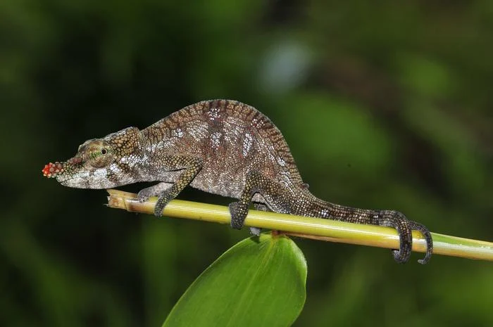 How a 90-Million-Year-Old Chameleon Became a ‘Dinosaur’