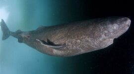 Deep Ocean’s Dark Secret: A Shark Born in 1627 Reveals All