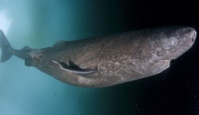 Deep Ocean’s Dark Secret: A Shark Born in 1627 Reveals All