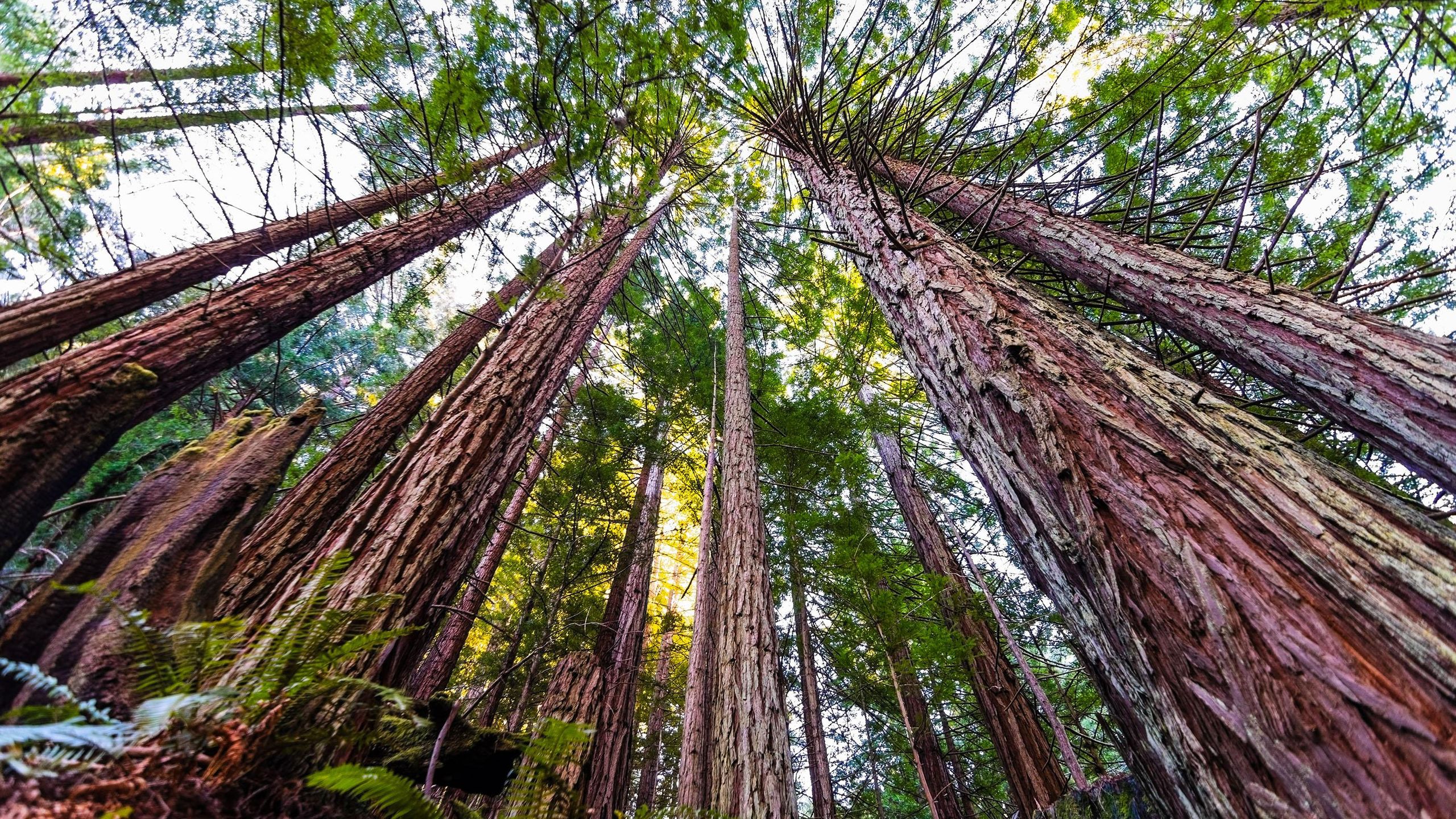 The Tallest Trees on Earth Reveal a Masterclass in Fluid Mechanics