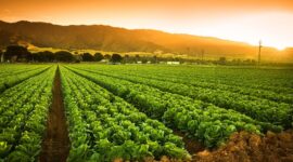 Zinc: The New Green Revolution