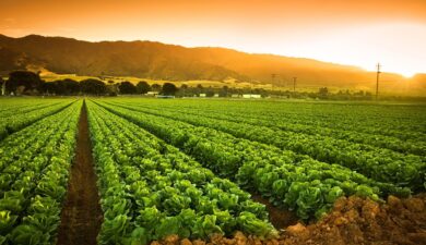 Zinc: The New Green Revolution