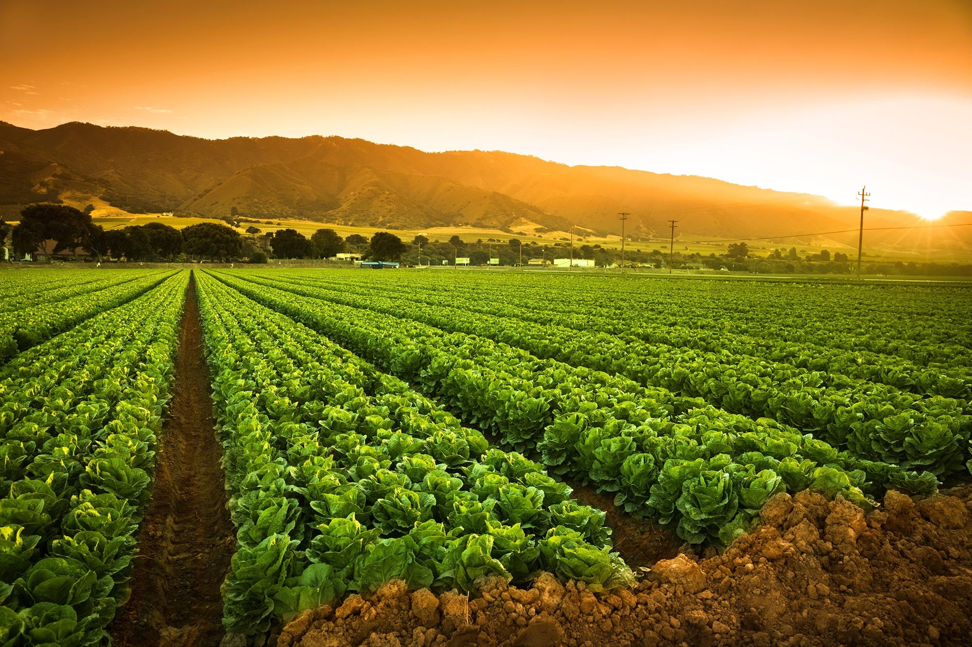 Zinc: The New Green Revolution