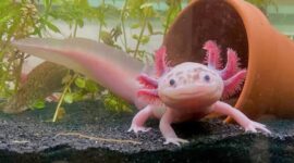 Axolotl’s Heart-Regrowing Secrets Bring Human Regenerative Medicine Closer to Reality