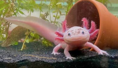 Axolotl’s Heart-Regrowing Secrets Bring Human Regenerative Medicine Closer to Reality