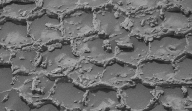 A Martian Honeycomb: Curiosity’s Latest Find Leaves Scientists Baffled