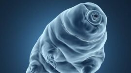 The Multifaceted Survival Strategies of Tardigrades and Rotifers