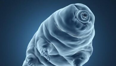 The Multifaceted Survival Strategies of Tardigrades and Rotifers