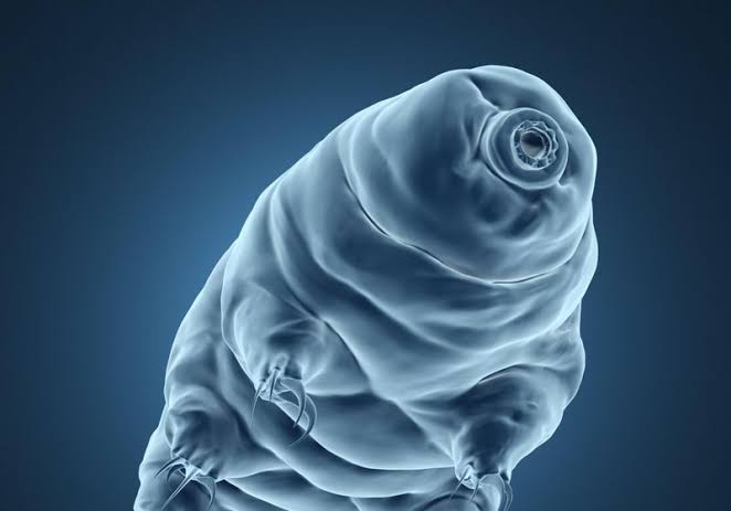 The Multifaceted Survival Strategies of Tardigrades and Rotifers