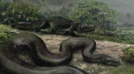 How Titanoboa’s Remains Are Reshaping Climate Science