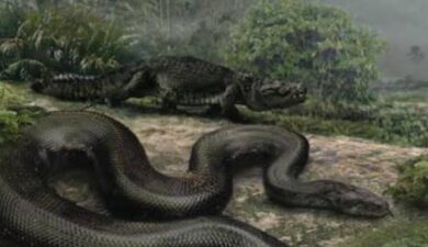 How Titanoboa’s Remains Are Reshaping Climate Science