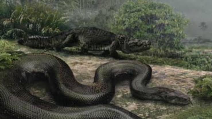 How Titanoboa’s Remains Are Reshaping Climate Science