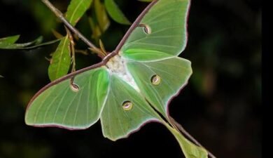 India’s Giant Luna Moth Faces Extinction Amid Conservation Neglect