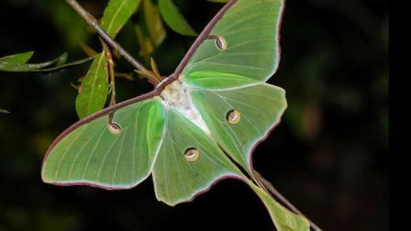 India’s Giant Luna Moth Faces Extinction Amid Conservation Neglect